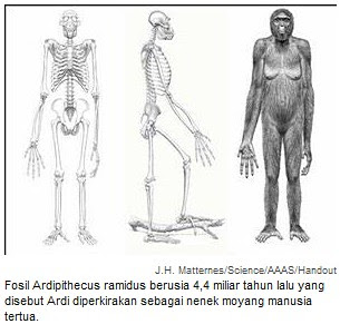 ardi-nenek moyang pertama manusia
