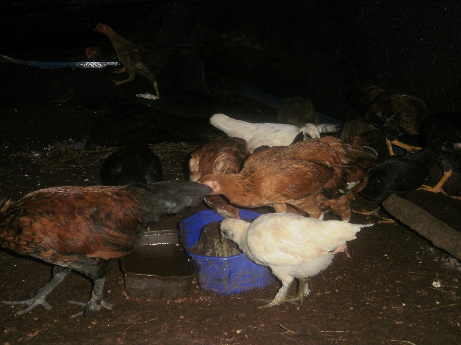 Ayam Kampung Kacuk Akk Shopee Malaysia