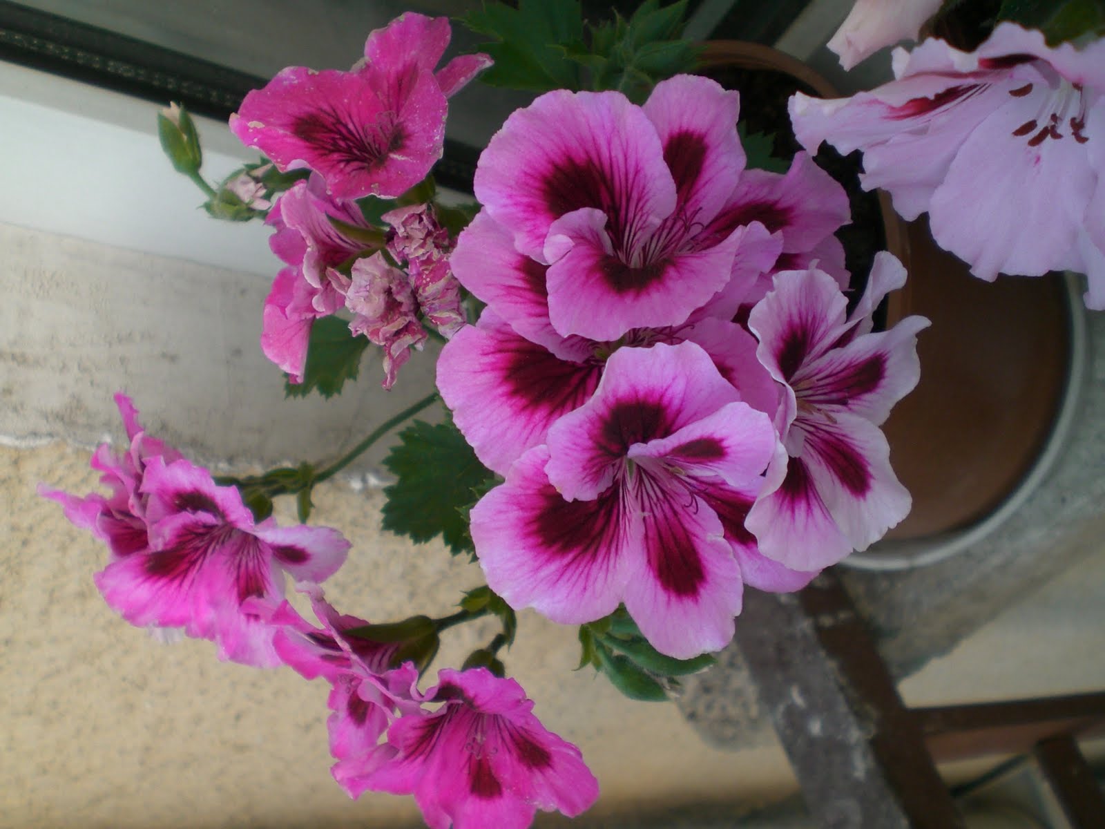 bir fincan yasemin çayı Yaz balkonumun ilk çiçekleri..