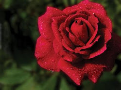 <a href="http://blogs.ya.com/almamia">Sólo veo rosas</a>