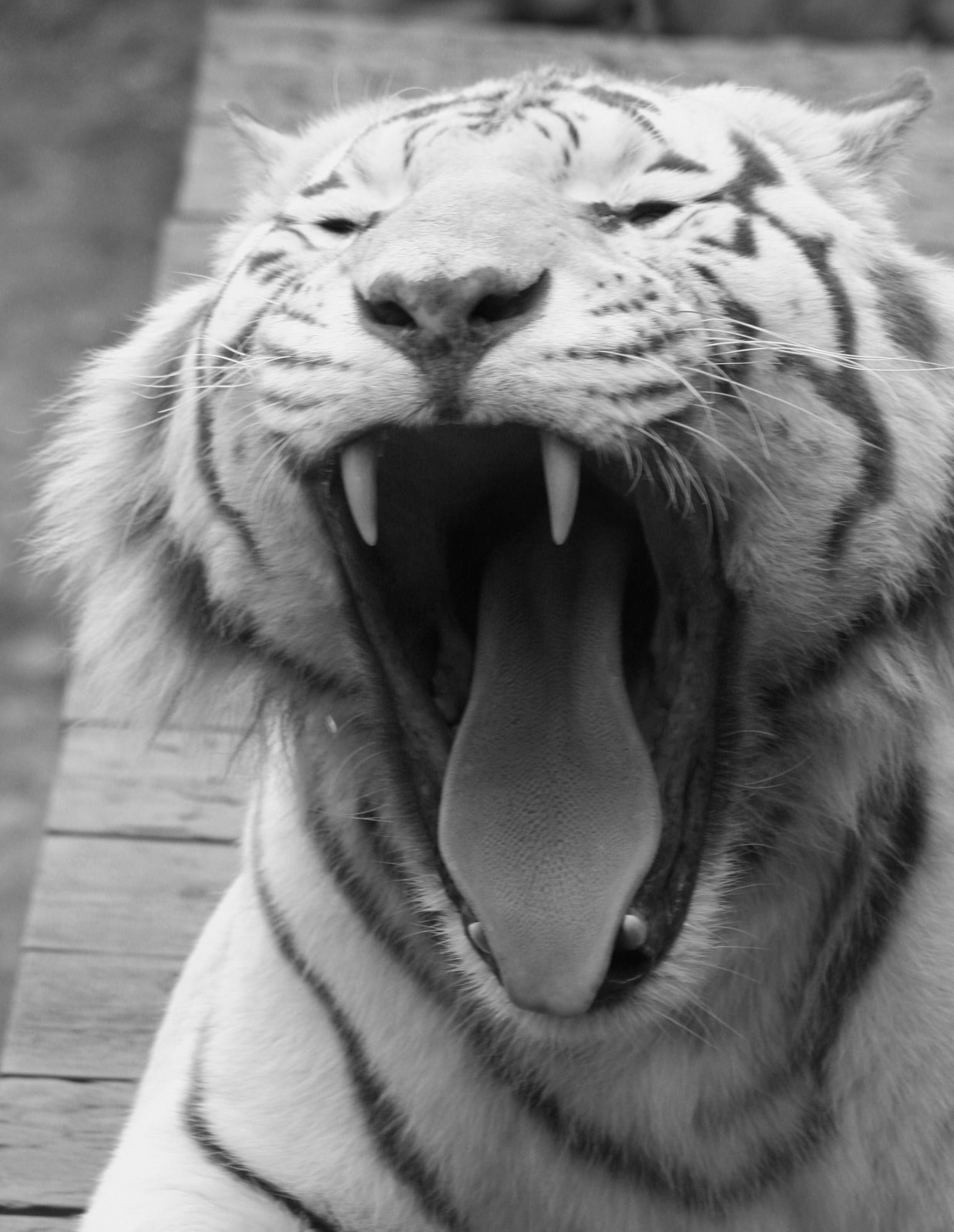 [White+tiger+bw.jpg]