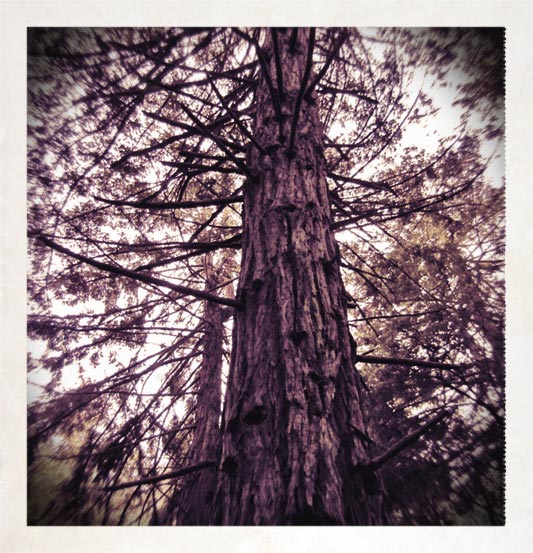 [TreeSquareSMALL.jpg]