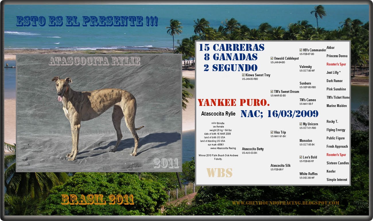 2011- TENDREMOS GRANDES SORPRESAS CON ESTO GALGOS YANKEES PUROS!!!!