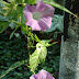 ~ almost fall ... variegated morning glory and autumn clematis ~