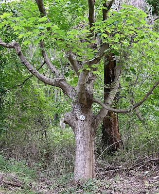 buy large sugar maple trees buy large sugar maple trees
