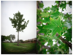 The Season's of My Tree- Grandma Willow