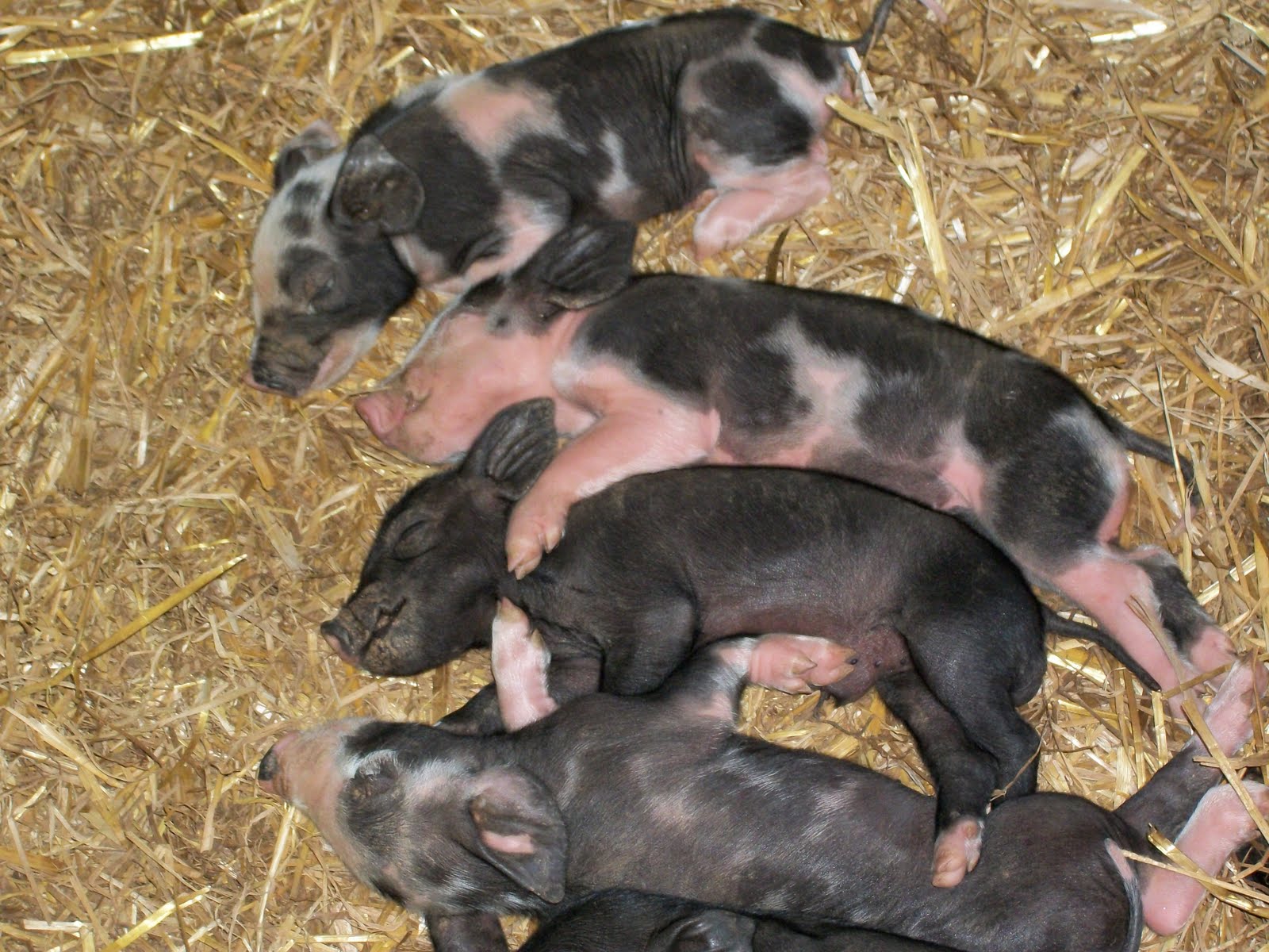 Pig Bomb