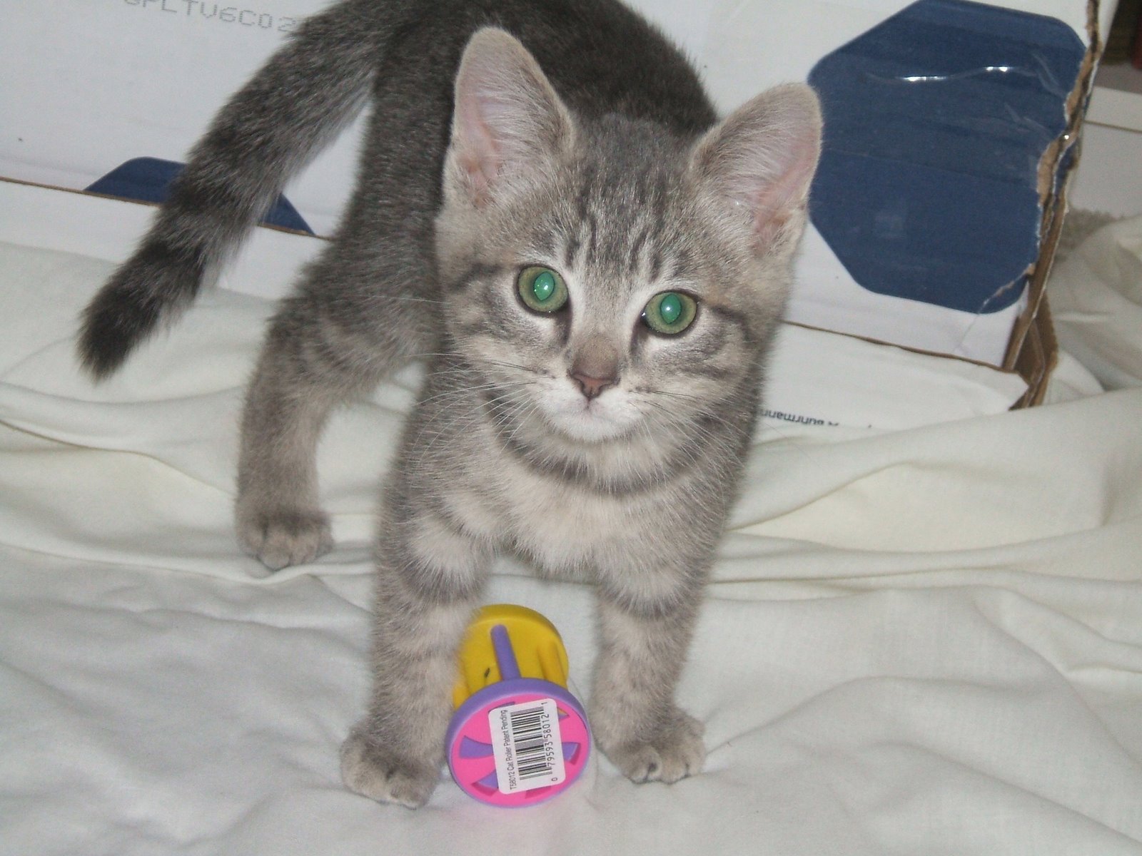 [CutestGirlKittyEver.jpg]