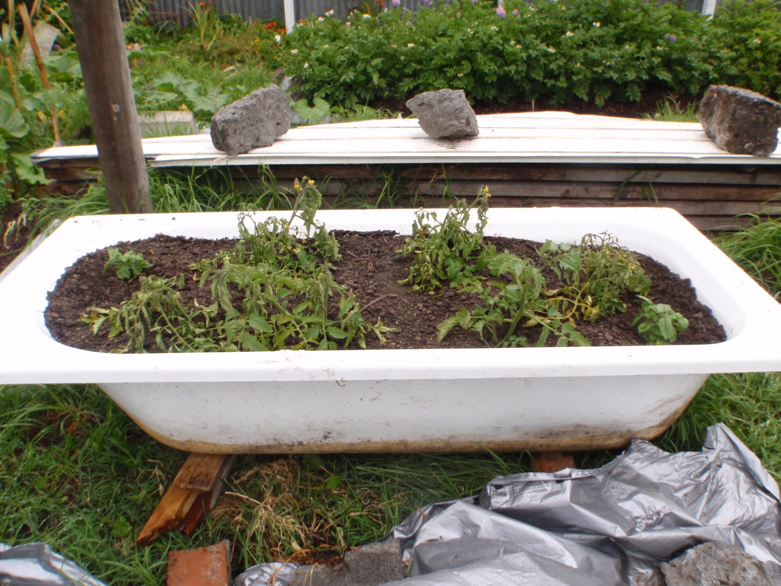 Eco Thrifty Renovation Tubbin' Tomatoes