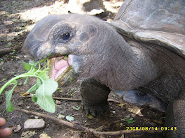 Tortue de Zanzibar