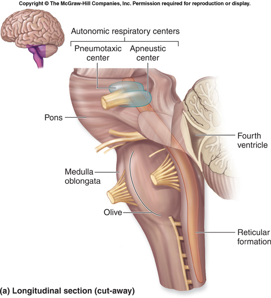 hindbrain