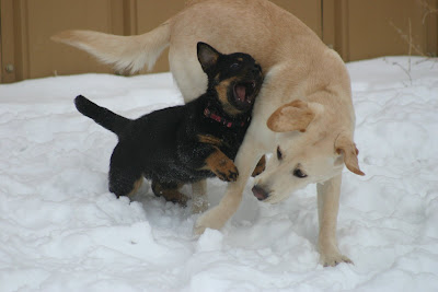 Lacey playing with Kayla