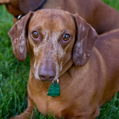 Weiners 12 >Tater and Cooper {Miniature Dachshunds}   ADOPTED
