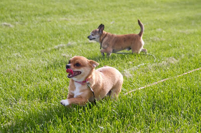 Harley+and+Lily 6 >Harley and Lily {Chihuahuas}     ADOPTED