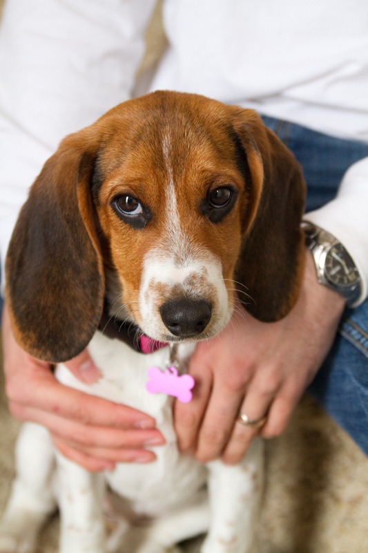Beagle Traits