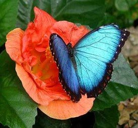 [flor_borboleta.bmp]