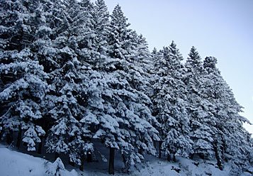 [Πεντάλοφος.jpg]