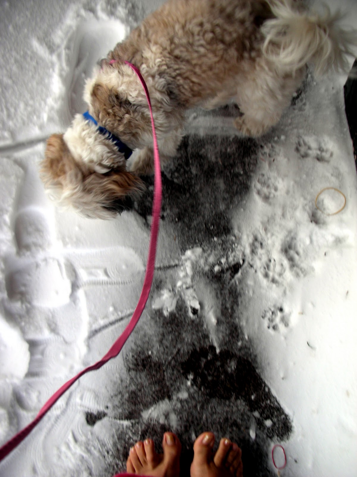 Can Dogs Walk In Snow Barefoot