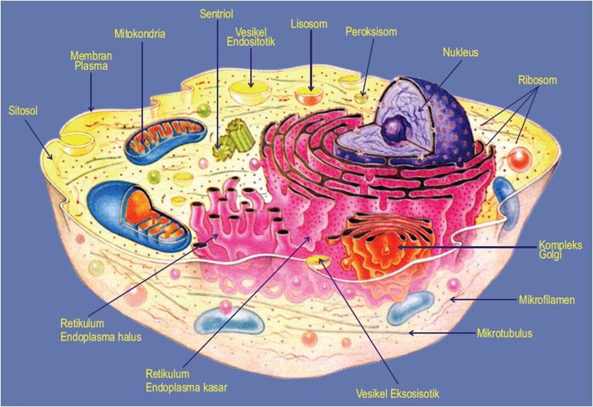 IPA8,KURTILAS SISTEM PEREDARAN DARAH MANUSIA BAB 3