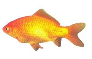 [goldfish+comun.bmp]