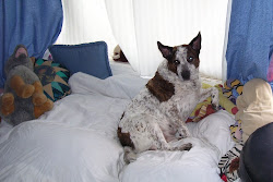 Moondog in bed