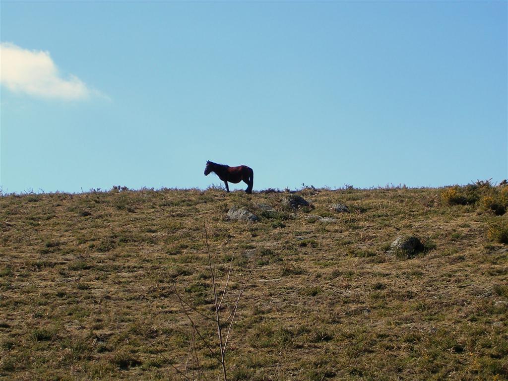 [Garranos5+(Large).JPG]