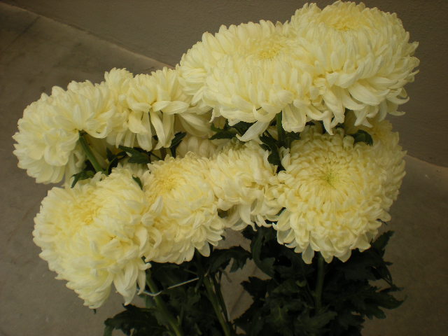 [DSCN0648.JPG]