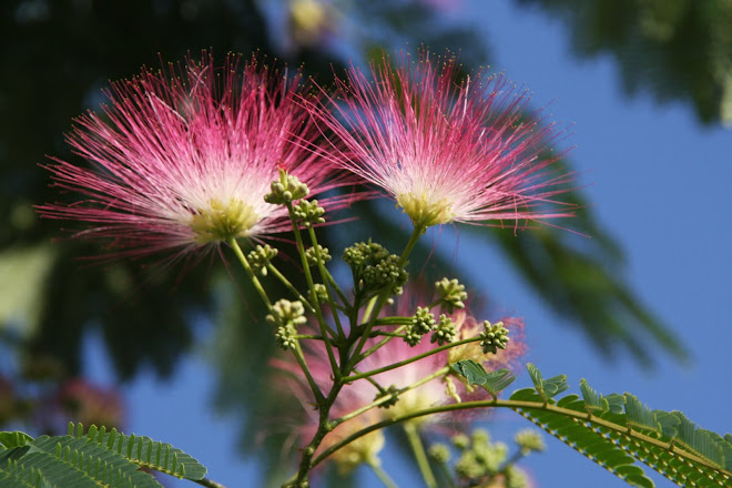 LA FLOR DE LA SUERTE.