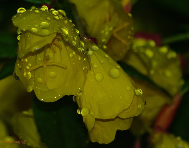 RAIN FLOWER