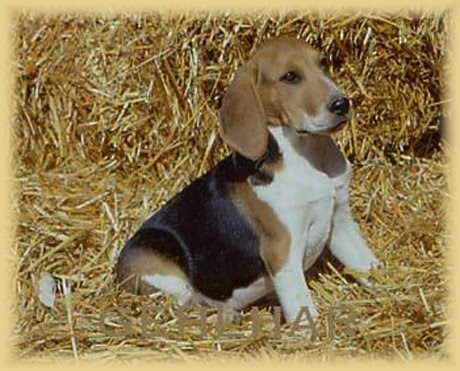 Artois Hound