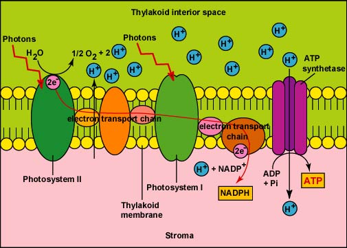 photosysthesis role of membranes photosysthesis role of membranes