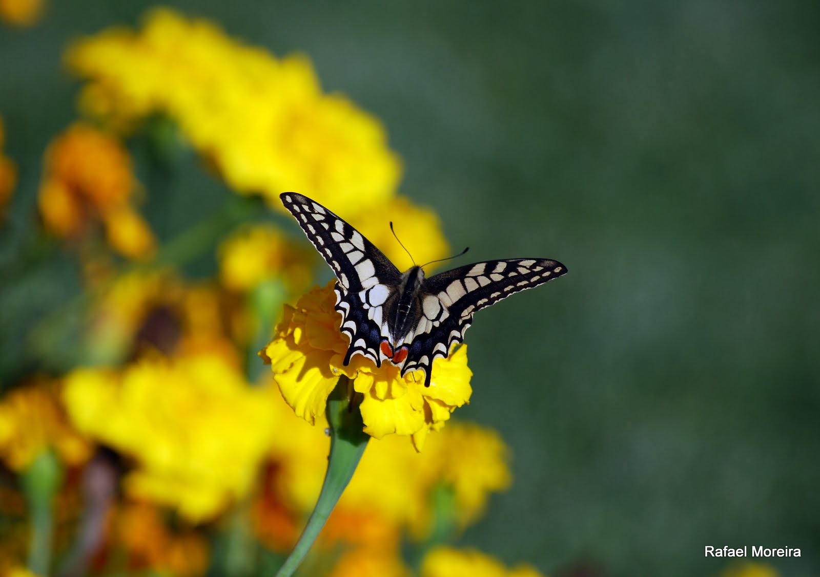 [DSC_1466.JPG]