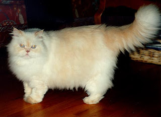 Persian Cat widescreen wallpaper