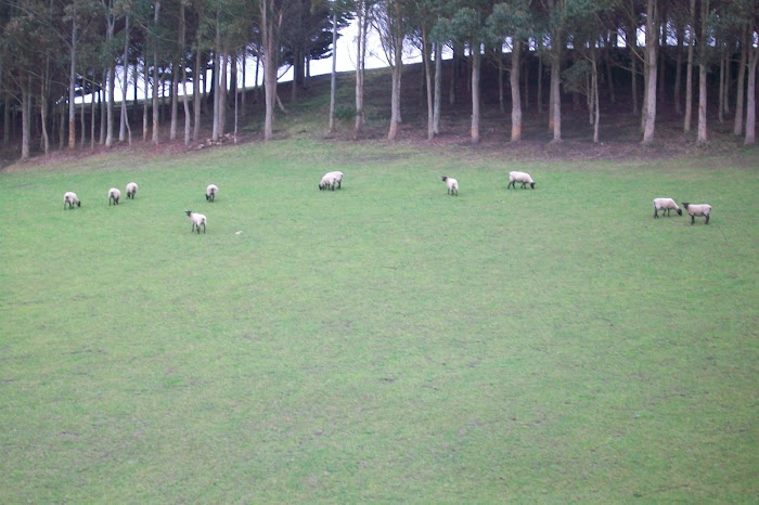 Sheep grazing on a hillside on Waiheke Island in New Zealand - July 4, 2009