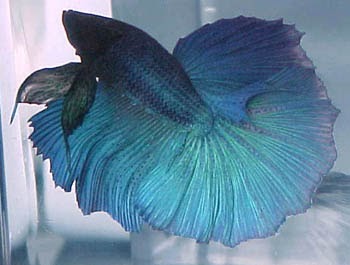AGRIBISNIS PERIKANAN: gambar ikan cupang