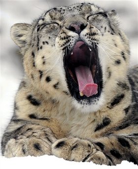 Animal: snow leopard.