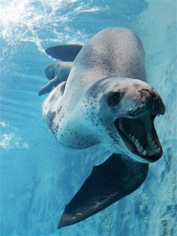 Leopard seal