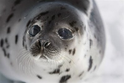 Harp seal pup