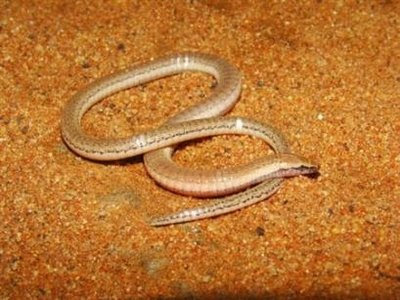 animals and pets: Legless lizard