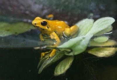 frogs Phyllobates terribilis