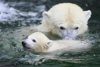 Animals: Polar bear cub.