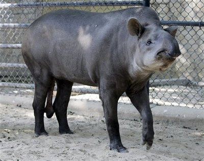 38 year old Tapir