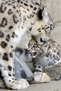 Pets: leopards