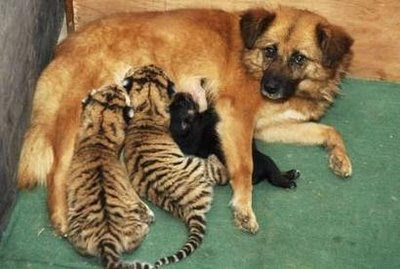Animals and Pets: dog, tiger.