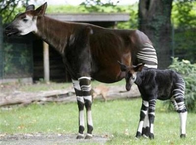 Animal: Okapi.