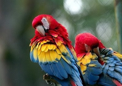 scarlet macaws.