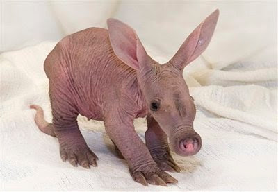 Animal: aardvark
