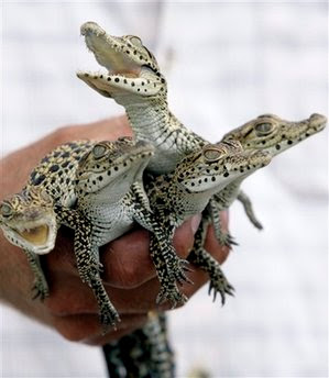 baby crocodiles.