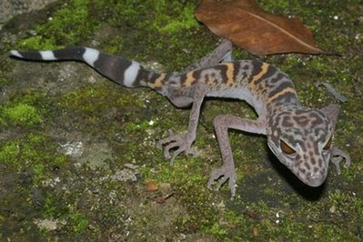 A Cat Ba leopard gecko ( Goniurosaurus catbaensis ).
