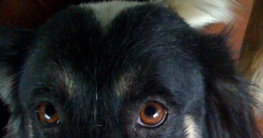 Picasso Dog Adopted Picasso Dog Adopted
